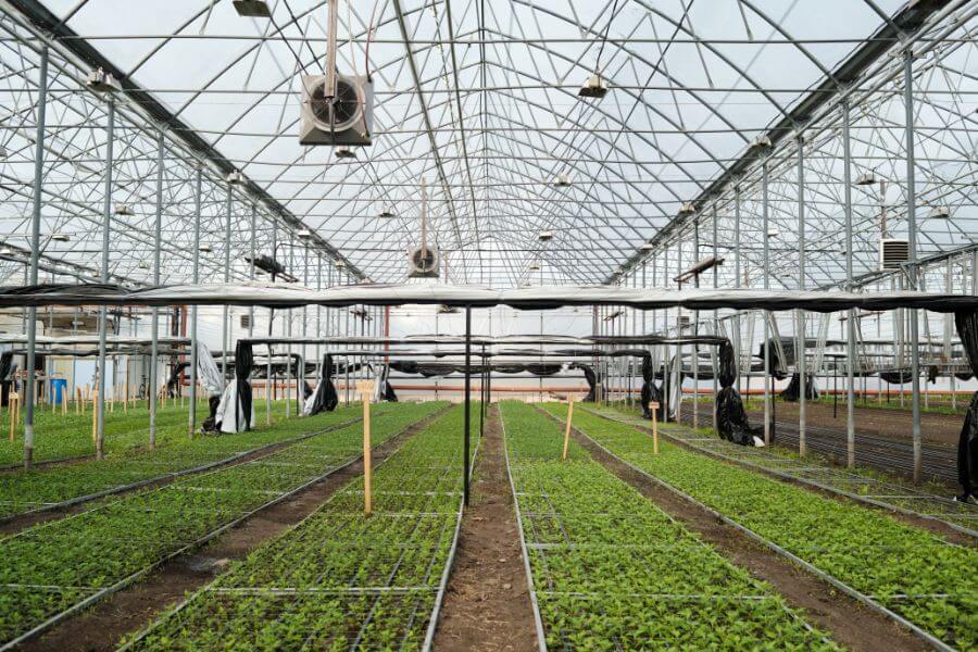 what are the types of fuels for commercial greenhouses